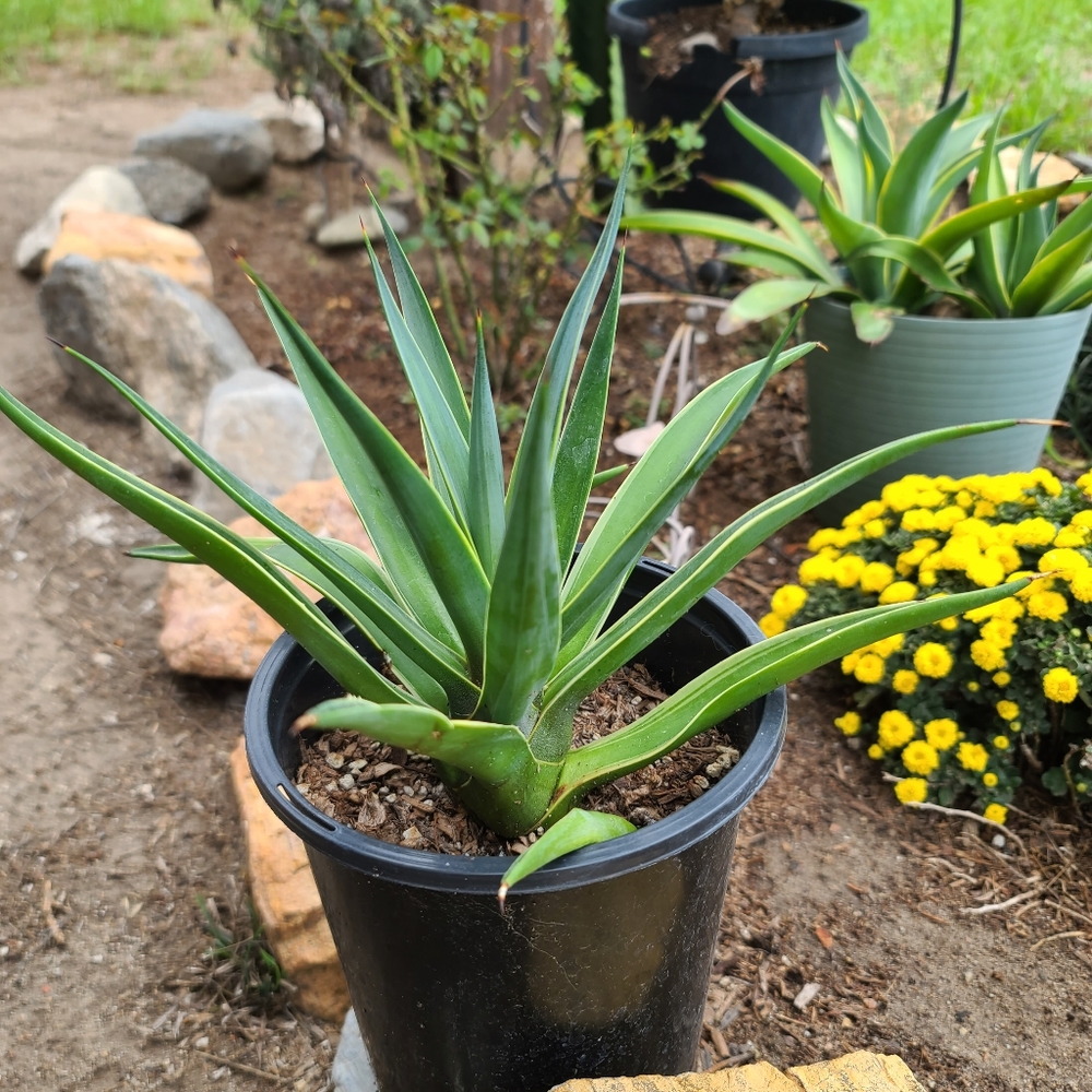 Sisal (Agave sisalana) Succulent plant